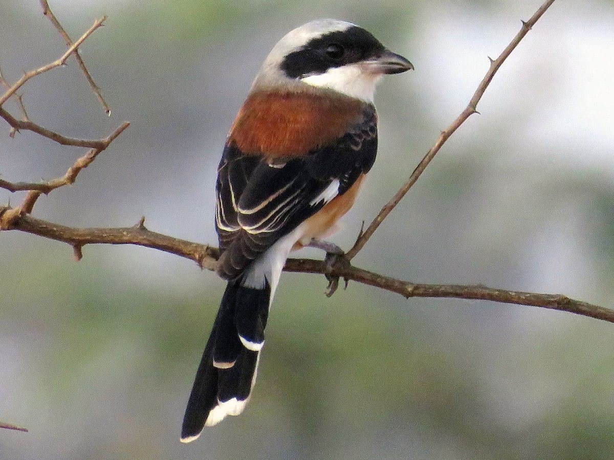 Bay-backed Shrike